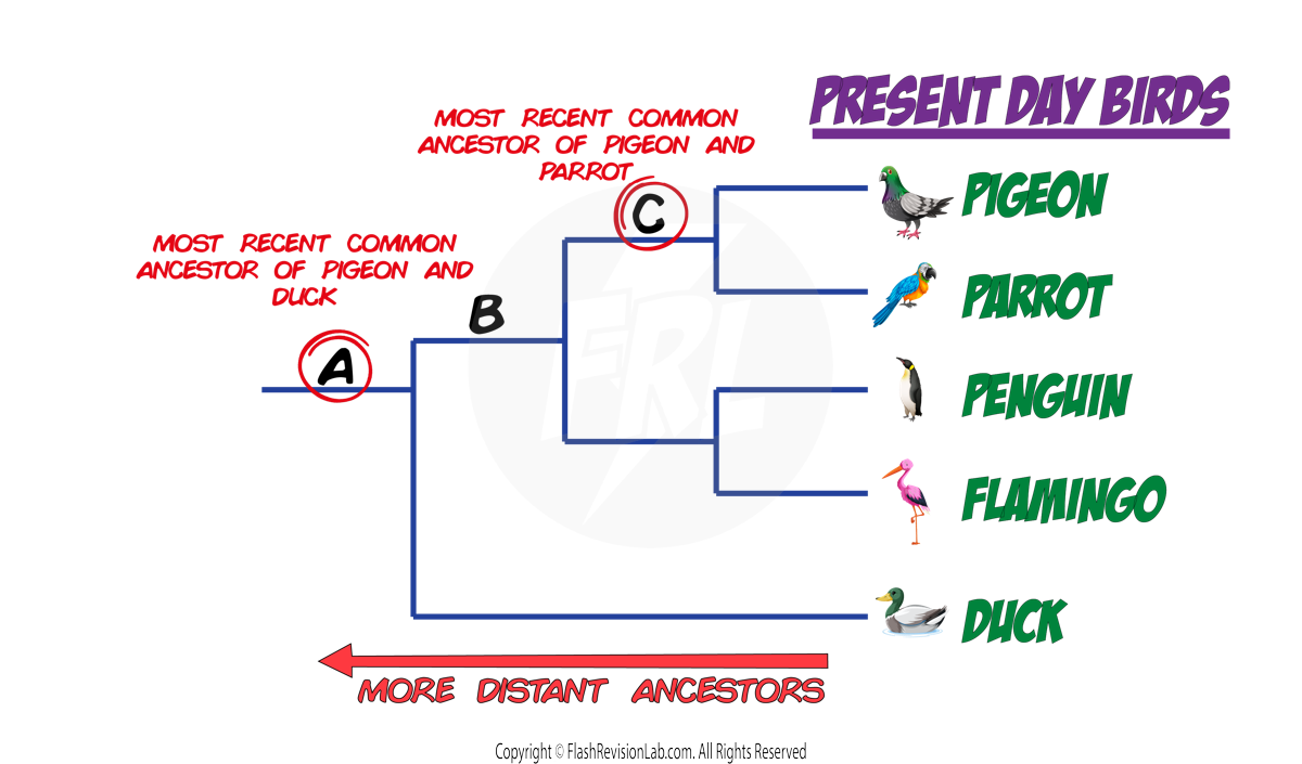 Evolutionary Tree